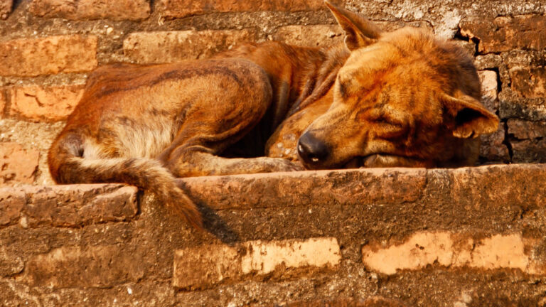 São os Animais Reencarnações de Humanos Maus?